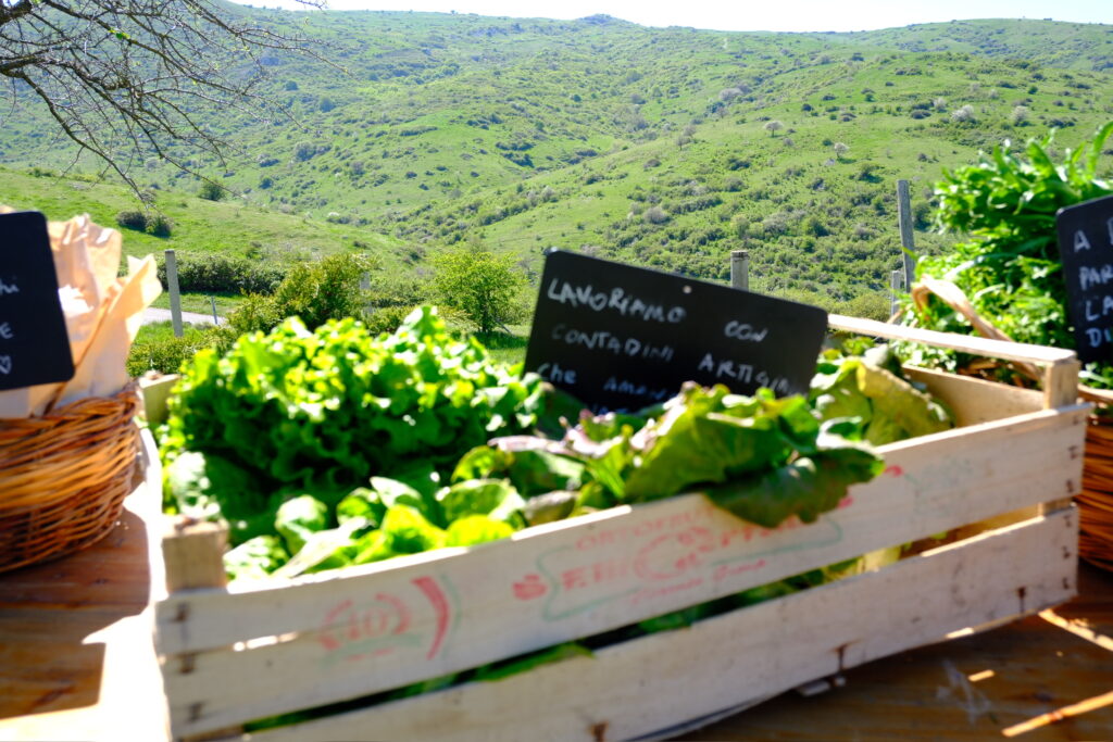 Cassetta di verdure dell'orto con le colline sullo sfondo