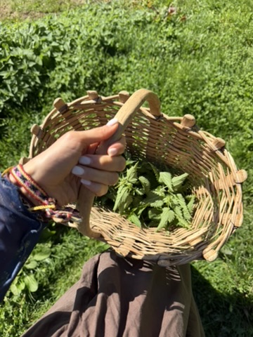 Un cestino di erbe spontanee appena raccolte